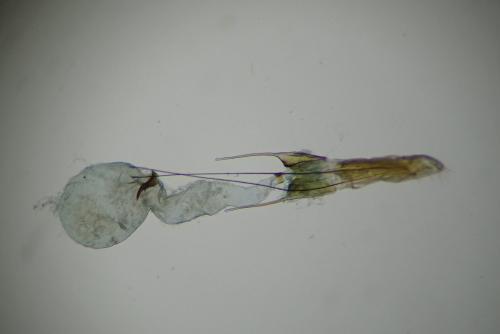 Réf. 318 423 : Scrobipalpa costella